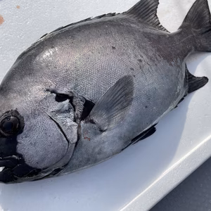 【松島産】石鯛（1.3kg）