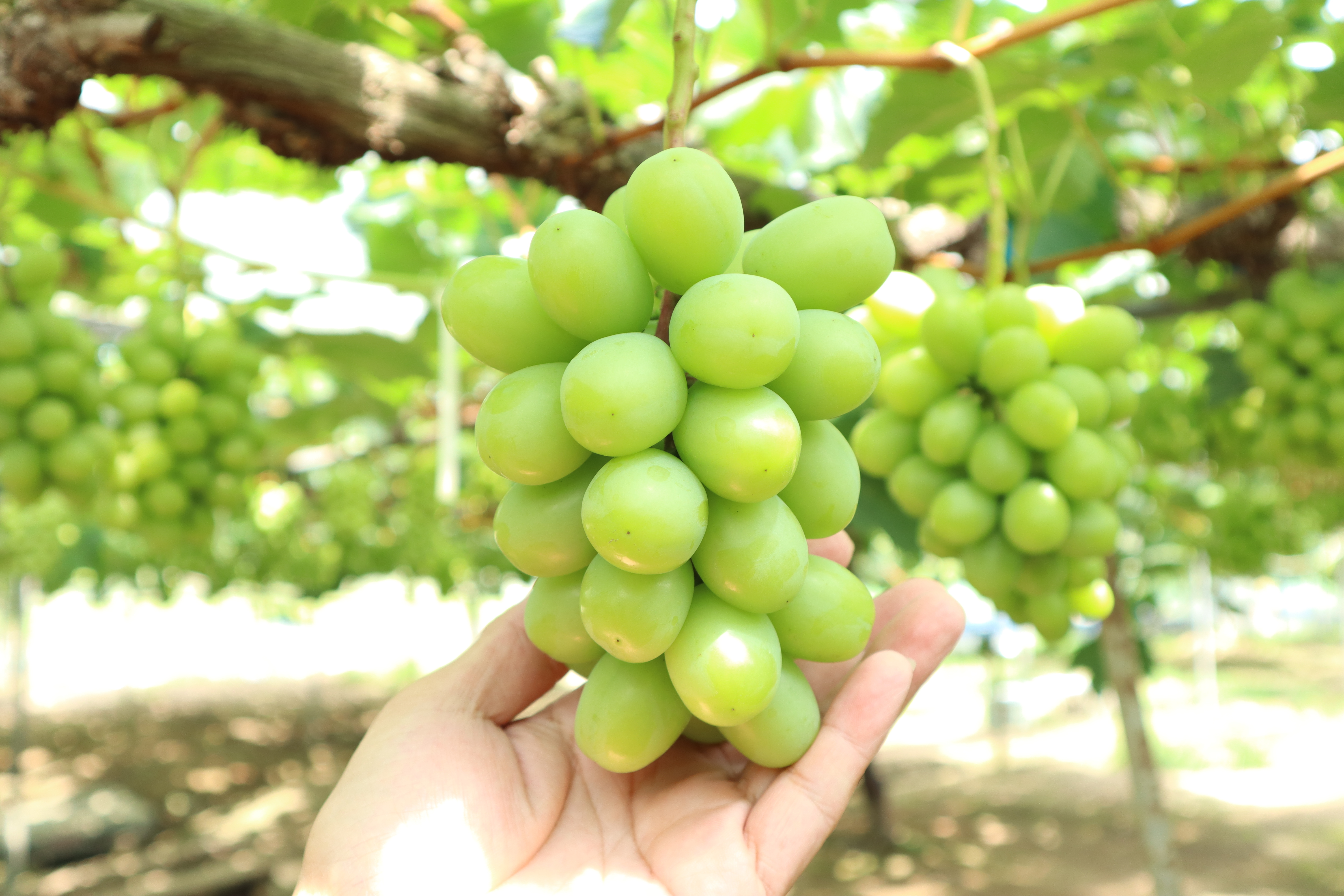 夏ギフト】農家直送！朝採り岡山県産シャインマスカット 4~5房2kg入り