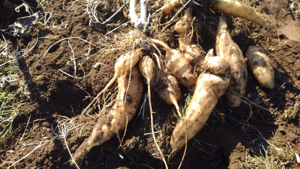 健康野菜　ヤーコン　6キロ
