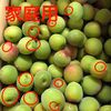【黄梅】〜南高梅〜〈6月発送〉