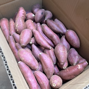 新芋‼️シルクスイート✨️ 5kg箱 2Sサイズ