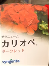 もっとも赤い赤！ハイブリッドゼラニウム[ダークレッド]10.5センチ鉢