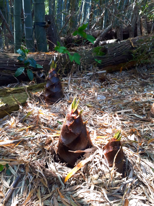富山県氷見ですくすく育った“自然たけのこ”旬の味わい2kg
