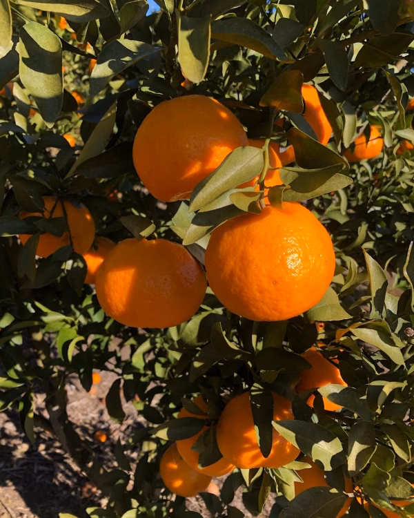 １月発送　静岡県産　濃厚完熟みかん【ポンカン】（Ｍ～2Ｌ混合）