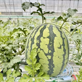 大谷茂樹 | 有限会社大谷造園なまふぁーむ