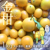 小さくてもパワフル！金柑【農薬不使用】