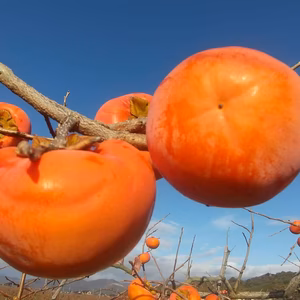 お買い得品【15個入り】富有柿（ご自宅用）