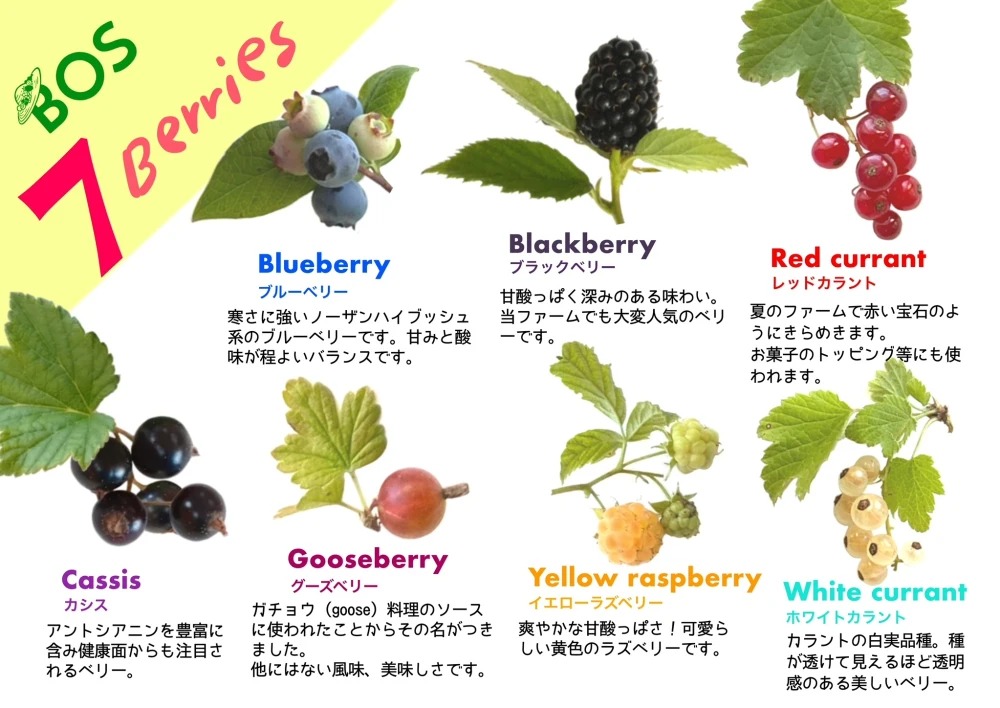 アイス7種ベリー：ブルーベリー、カシス、ブラックベリー 他