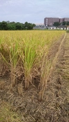 【令和２年秋・新米】《10/4収穫・10/18脱穀》・ヒノヒカリ玄米 5kg～