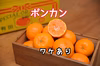 【訳あり】むいた瞬間から香りがおいしい！★ポンカン★手でむいて薄皮ごと食べられる