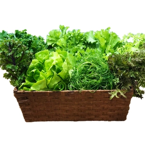 旬の葉野菜セット5品目前後〈化学肥料・農薬不使用〉