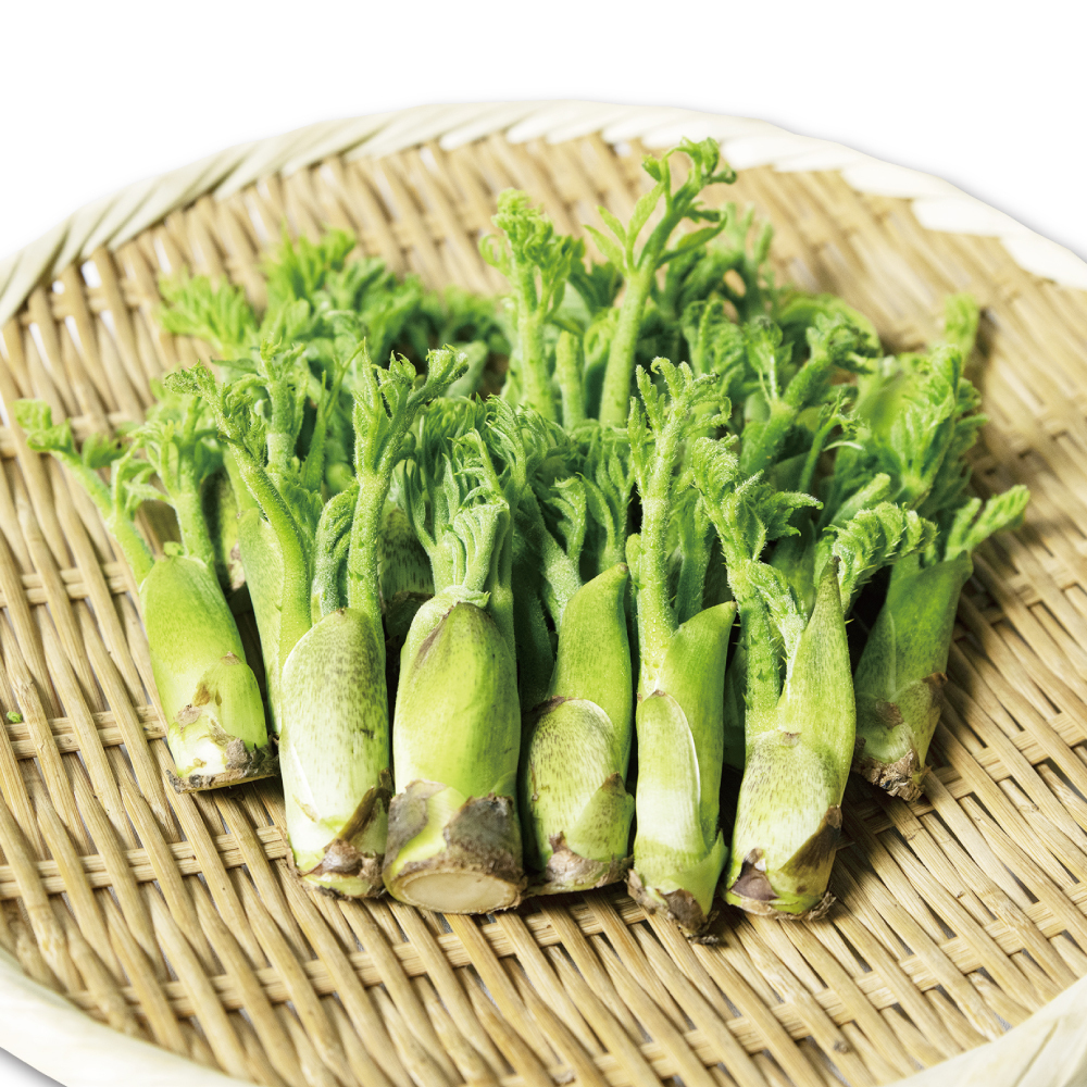 タラの芽の通販・お取り寄せ商品｜野菜｜ポケットマルシェ｜産地直送で