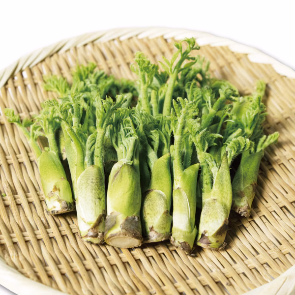 【朝採りのタラの芽をお届け！】産直直送 宮城県 西根の森 タラの芽 