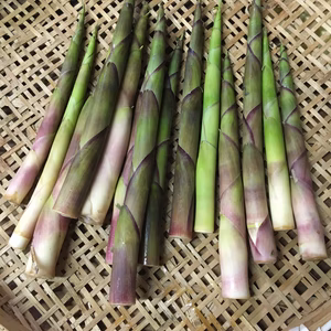 初夏の美味しさ！根曲竹と天然わらび