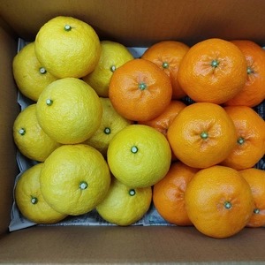 家庭用Ａ品　柑橘食べ比べ　甘平・はるか　箱込み４.5Ｋ・９Ｋ