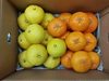 ラスト3　家庭用Ｂ品　柑橘食べ比べ　甘平・はるか　箱込み４.5Ｋ・９Ｋ