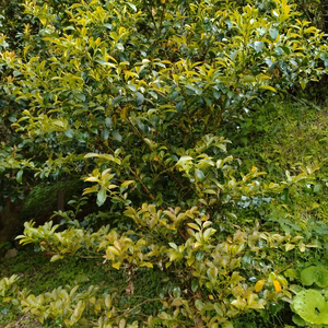 高野山の麓で育てた榊、本榊　（一対三束）