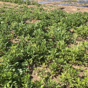 【新芽限定】やわらか栽培ヨモギ 500g 栽培時無農薬