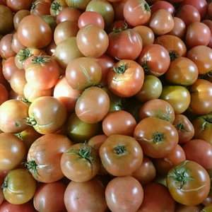 [復興支援]規格外大玉トマト4kg 約24個