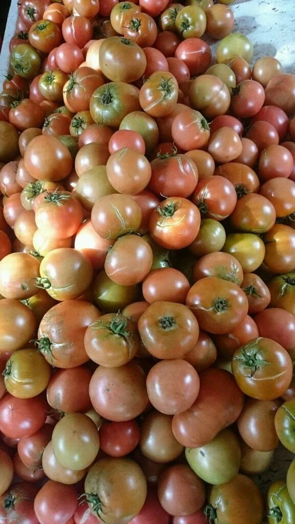 [復興支援]規格外大玉トマト4kg 約24個