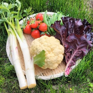 採れたてカリフラワーの野菜セット（4種類以上）