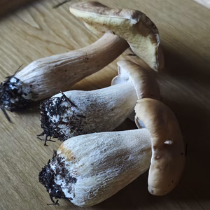高級■ニセコ産■天然■秋生ポルチーニ茸
