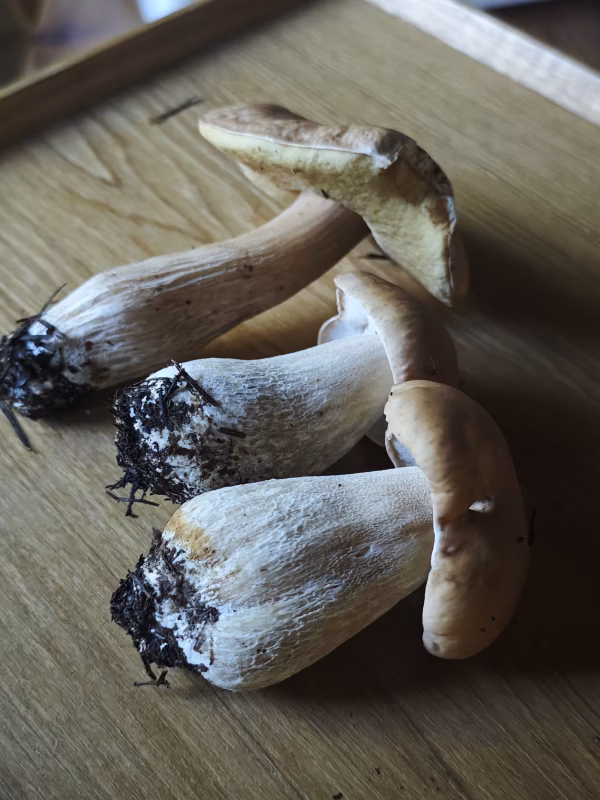 高級■ニセコ産■天然■秋生ポルチーニ茸