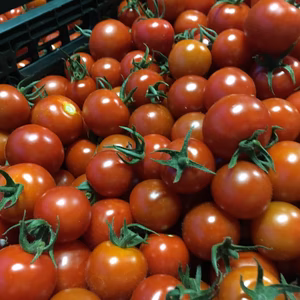 フルーツトマト フルティカ3キロ【送料無料】