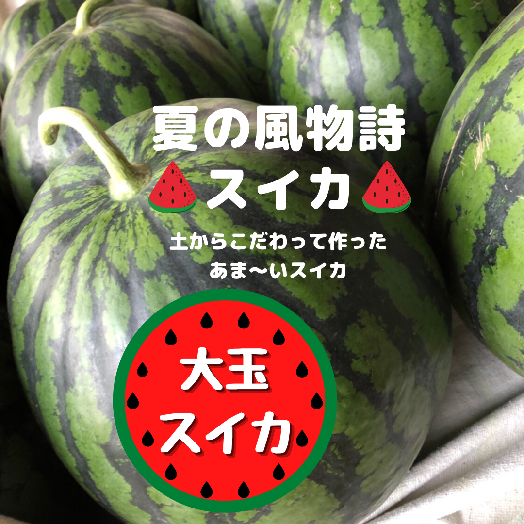 夏の風物詩 あま い大玉sweeca 農家漁師から産地直送の通販 ポケットマルシェ