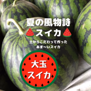 【夏の風物詩】＊あま〜い大玉Sweeca＊