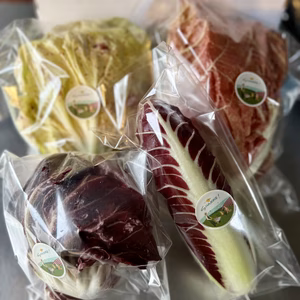 冬の彩り！ チコリーアソート 4個入り