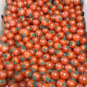 ミニトマト　アルル♪ 2kg〜6kgのご注文受付中です。