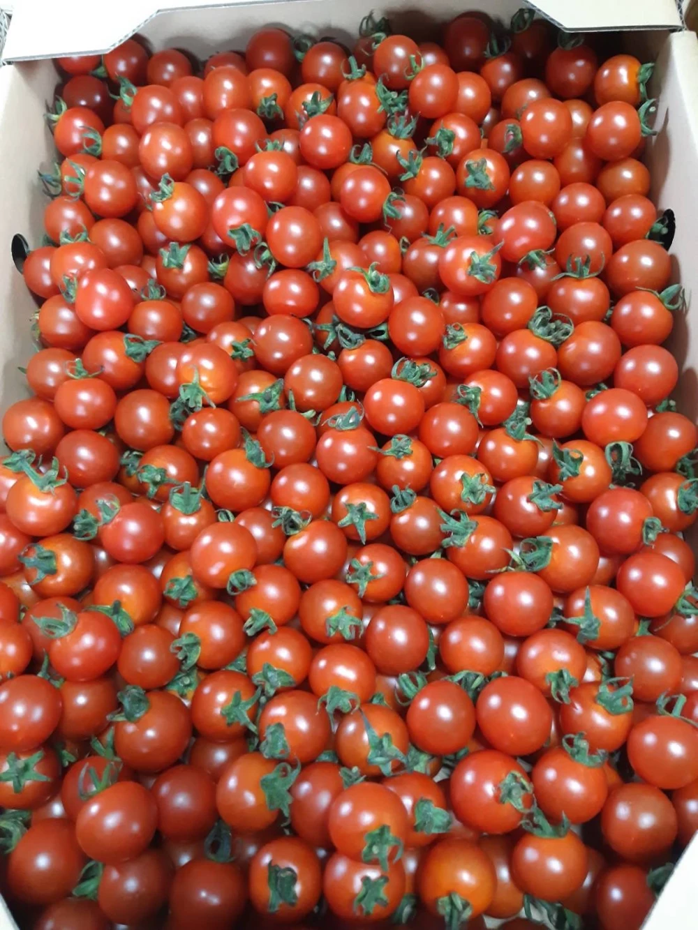 6kg 2箱 超特価 アイコトマト秀品