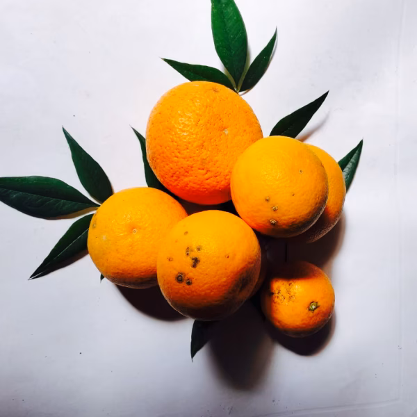 ジュース用【清見タンゴール】箱込4Ｋ〜清らかな甘さと香り～