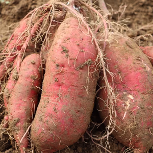 さつまいも『紅はるか』訳あり ★農薬不使用＆無肥料栽培★