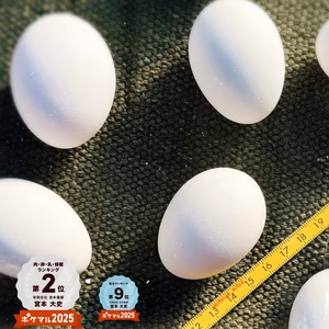 初産み極小(SS~Sサイズ）　宮たま若×175個