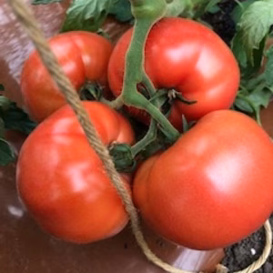 【不定期販売！一日限定1名様】桃太郎トマト+ハーブセット