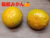 フォロワー限定　静岡県産　人気の極早生みかん　由良早生　大小バラバラ　約4.5㎏