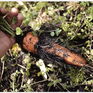 草木堆肥で育てた旬の露地野菜セット