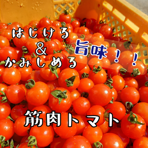 夏秋ミニトマト★長雨を乗り越えた!! 夏筋肉トマト♪♪