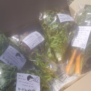 【春のカラフル菜っ葉】優しい彩り菜っ葉セット(5袋)