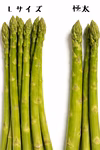 安曇野産 朝採りアスパラ｜Lサイズ｜甘くてやわらか｜毎日収穫・新鮮直送