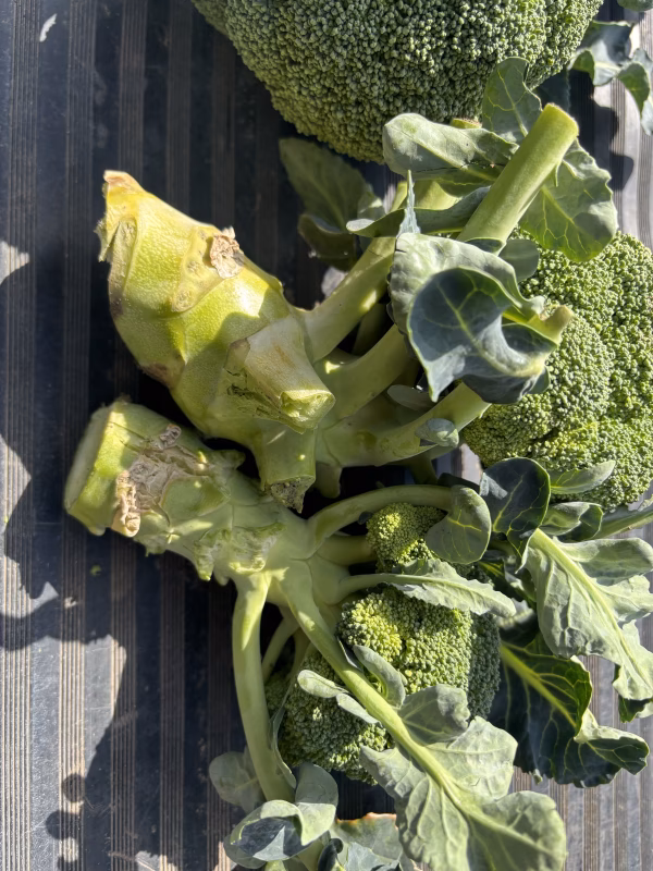 ブロッコリー〈はつみらい〉　大きいサイズ