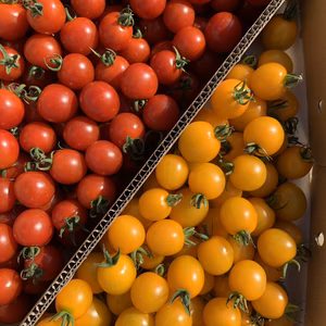 青森の夏野菜　赤　黄MIX サンチェリーピュア×イエローミミ