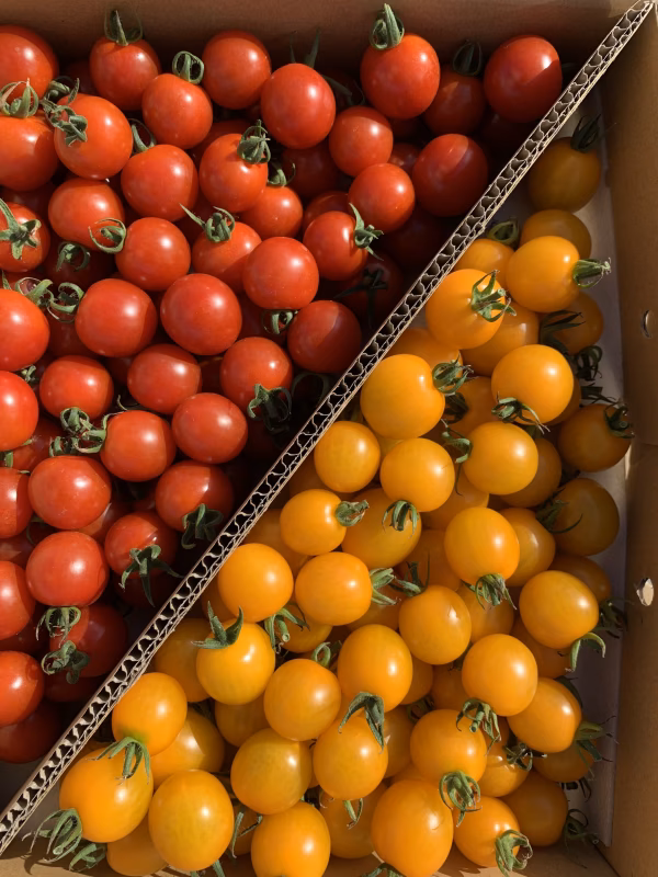 青森の夏野菜　赤　黄MIX サンチェリーピュア×イエローミミ