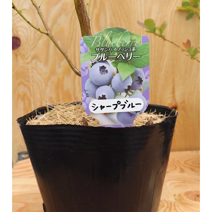 ブルーベリー苗木サザンハイブッシュ系シャープブルー（３年生）