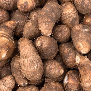 粘りが強く味が濃い里芋5kg[土垂]