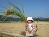 令和３年度産新米　11月上旬発送　減農栽培ヒノリカリ（へアリーベッジ米）　※玄米