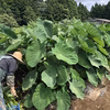 つねちゃんファームのねっとり里芋(洗い里芋)