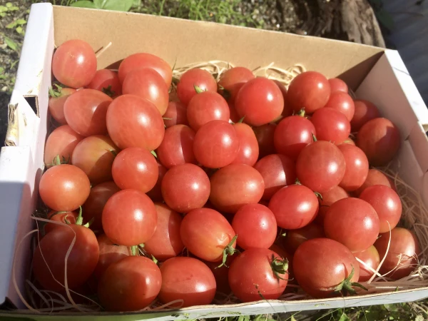 完熟、訳あり：こだわり有機農家のオーガニックミニトマト3キロ！！